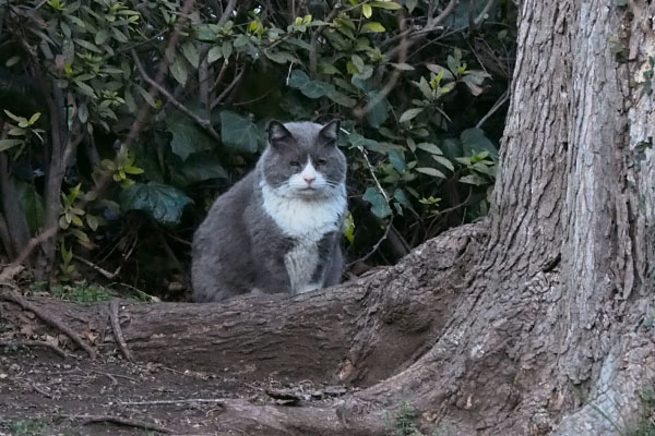 オット　木の根元に