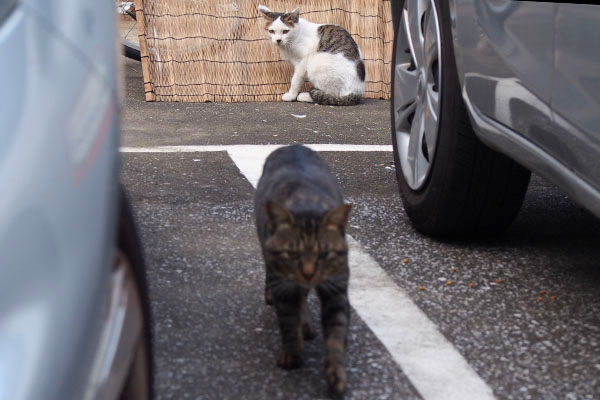 身構えるコチュと来るキー坊