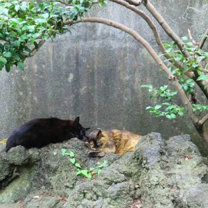 神社猫カエデとチョコは親子