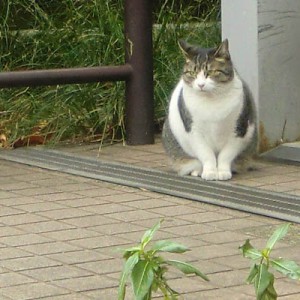 公園のねこ