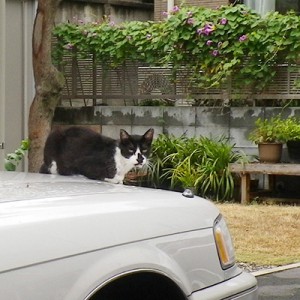 最初に撮影した洋服や猫2日目