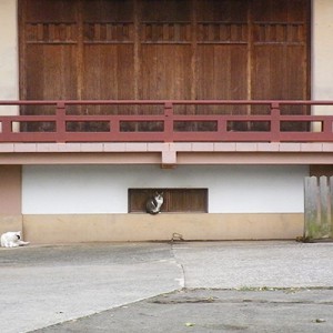 神社雫とヤコ