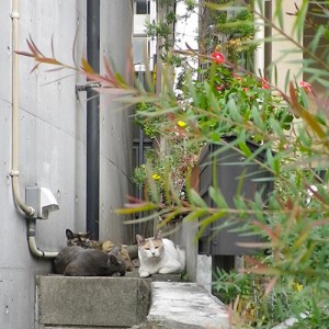 邸宅にゃんずと花