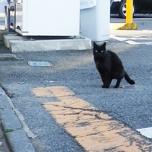 くろねこPoo