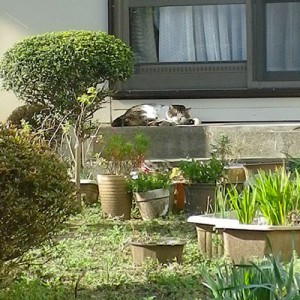 公園猫縁側堪能中１