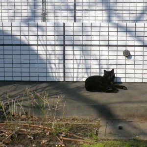 裏の公園に黒猫さん