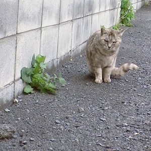 銀ちゃん