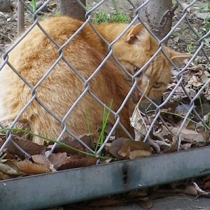 ナチャの背中4月初め