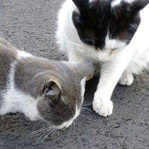 食べられない坊