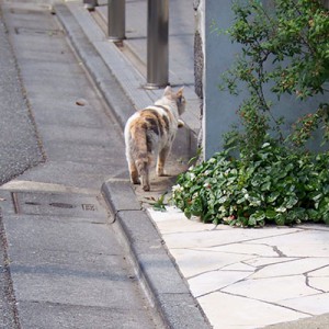 みけ姐さんのご帰宅