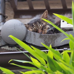 すやすやタッチー屋根の上