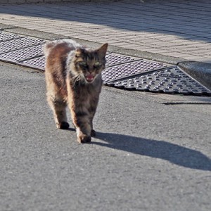 帰宅ったーと鳴くモフキジ君