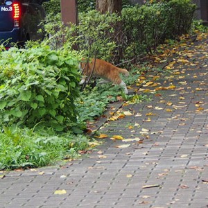 茶白公園猫