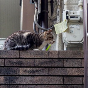 2階のドア前のカイ