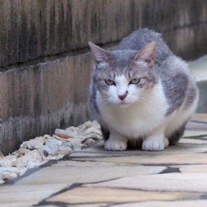 シュガーちんまり