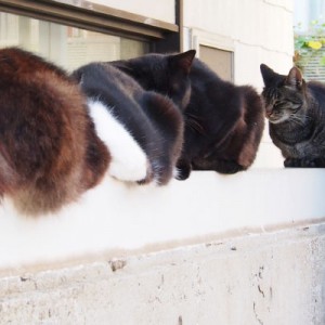 4catsonthewall