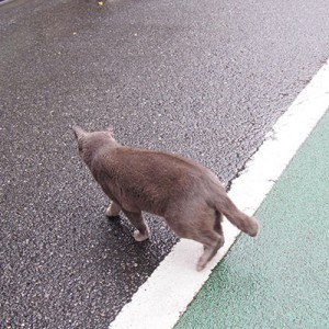 小雨の中歩くロシグレ君