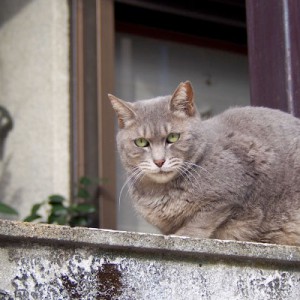 塀の上から監視シピ