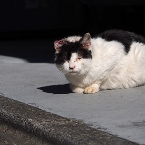 お耳が悲惨な白黒イルちゃん