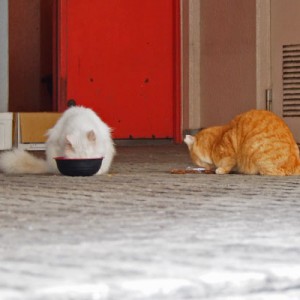 two cats eating food