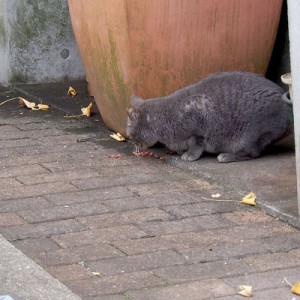 食べるシピ