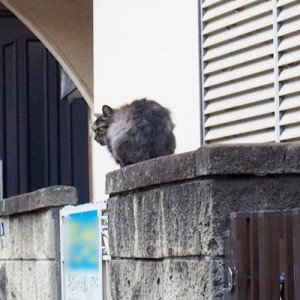 タッチーの背中