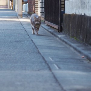 前からグリ君とてとて