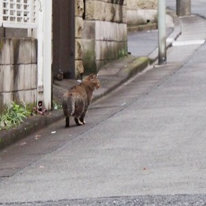 スムースタイプのキジトラさん