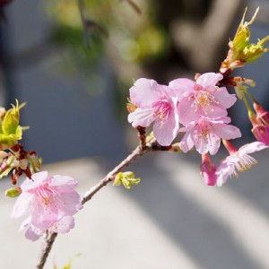 桜