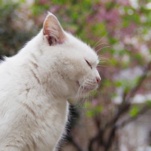 profile of Haku