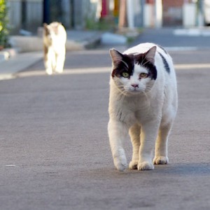 駆けて来る坊と姉にゃん