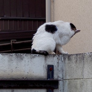 ウイングルーミング中