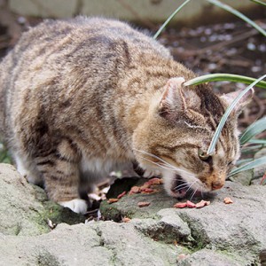 食べるフォックス