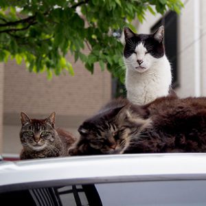 3cats on the car-roof