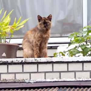 チイちゃんお２階で待機中