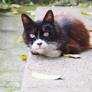 目が生き生きしているカラちゃん