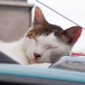 sleeping J on the car