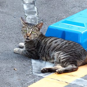 タビワン駐車場からぽかん顔