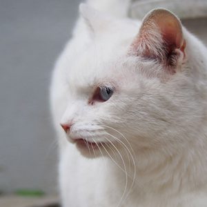 whitecat riri profile