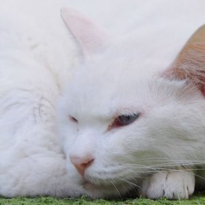 whitecat_aqua