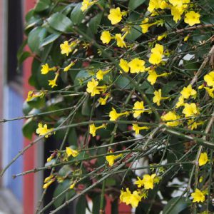 small yellow flower