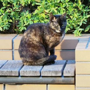 anjyu on the bench