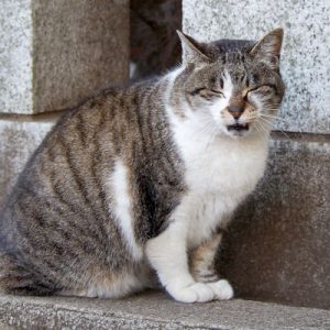 shizuku meowing