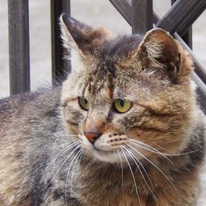 new tabby cat near saki family