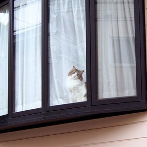 出窓ににゃんこ小首を傾げ遠