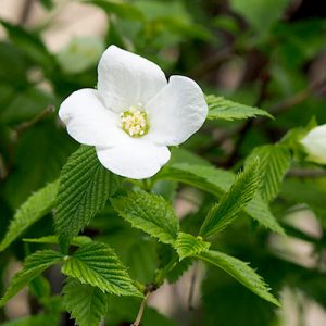 white small flower face