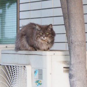 maru camera eye