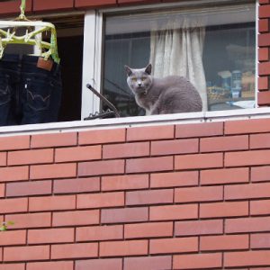 russian boy wearing blue collar