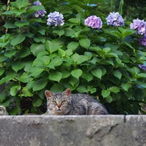 タビサンクと紫陽花１