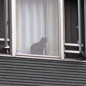 window cat